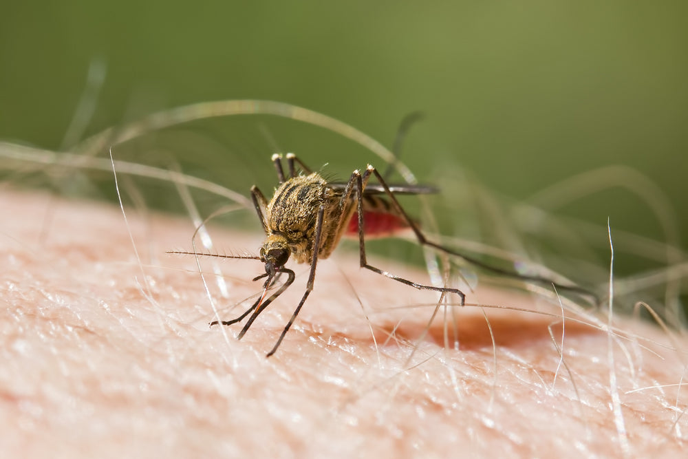 Close-up of a mosquito on someone's skin