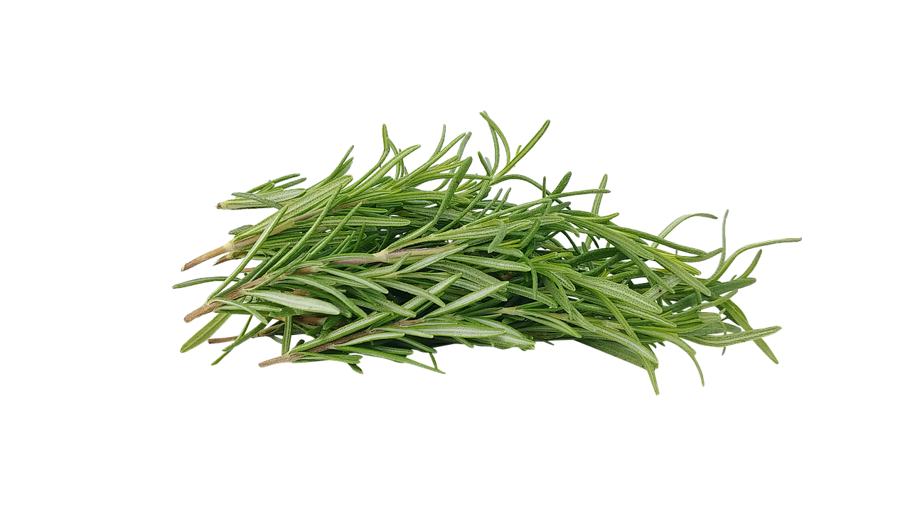 Rosemary is an essential in Elixir Mind Body Botanicals Cleanse Massage + Body Oil available at Elixir Mind Body Boutique