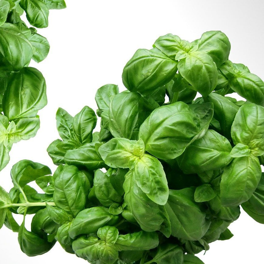 Basil is an essential in Elixir Mind Body Botanicals Cleanse Massage + Body Oil available at Elixir Mind Body Boutique