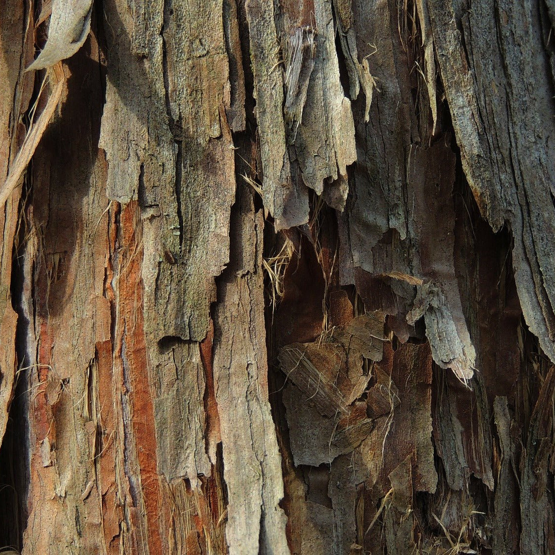 Cedar Wood is an essential in Elixir Mind Body Botanicals Cleanse Massage + Body Oil available at Elixir Mind Body Boutique