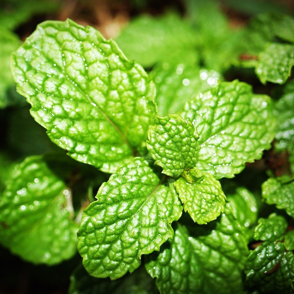 Peppermint is an essential in Elixir Mind Body Botanicals Cleanse Massage + Body Oil available at Elixir Mind Body Boutique