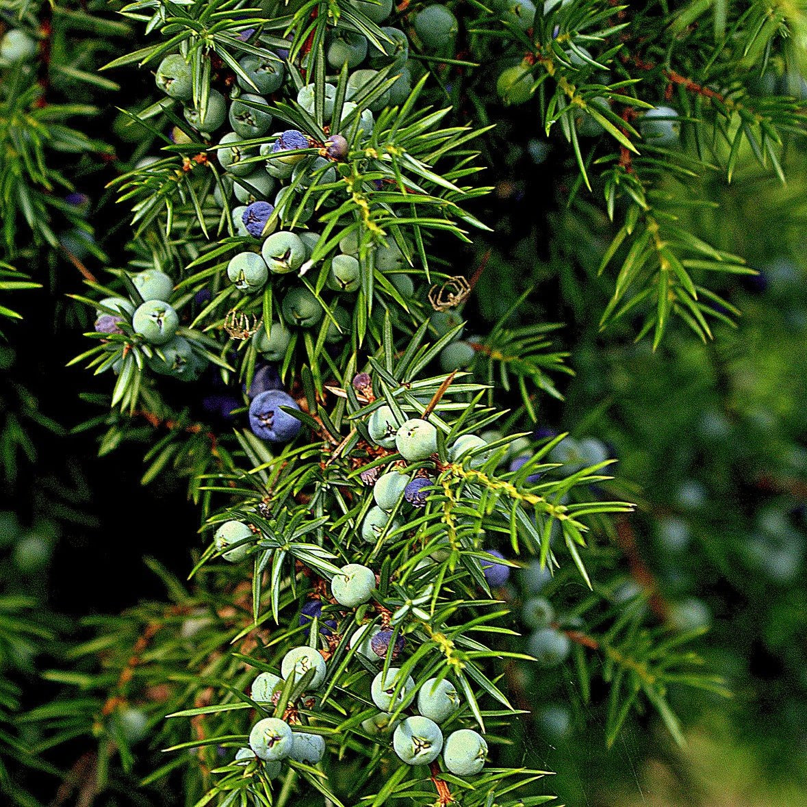 Juniper berries are an essential oil in Elixir Mind Body Botanicals Cleanse Massage + Body Oil available at Elixir Boutique