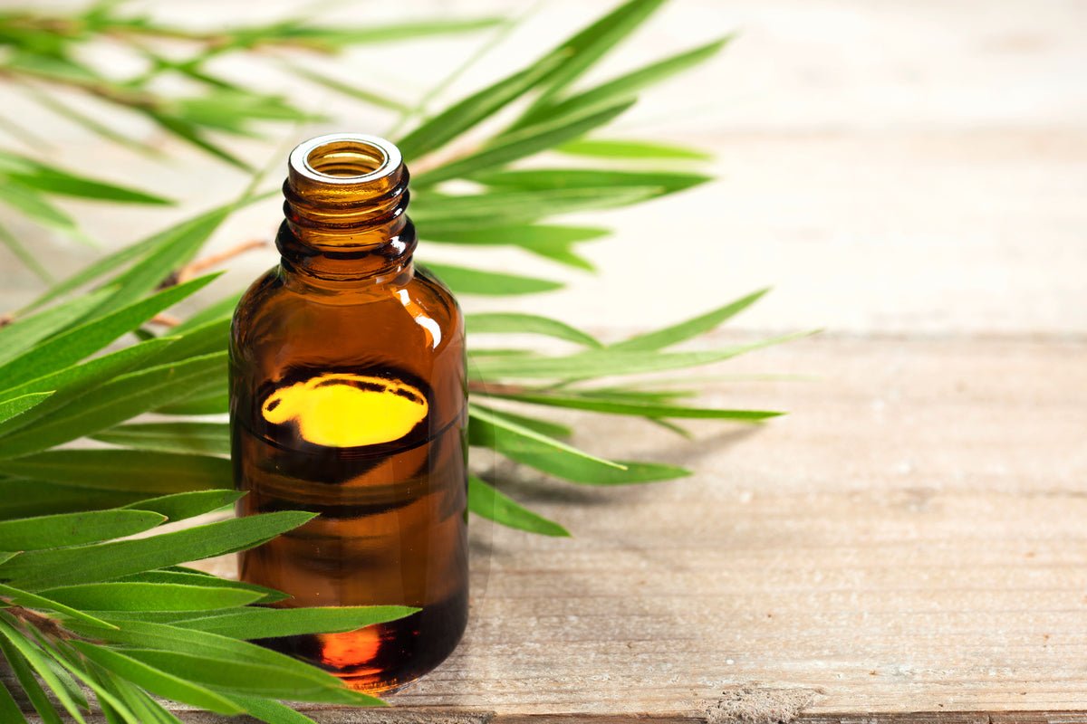 Tea Tree essential oil is used in Elixir Mind Body Radiant Massage + Body Oil available at Elixir Mind Body Boutique