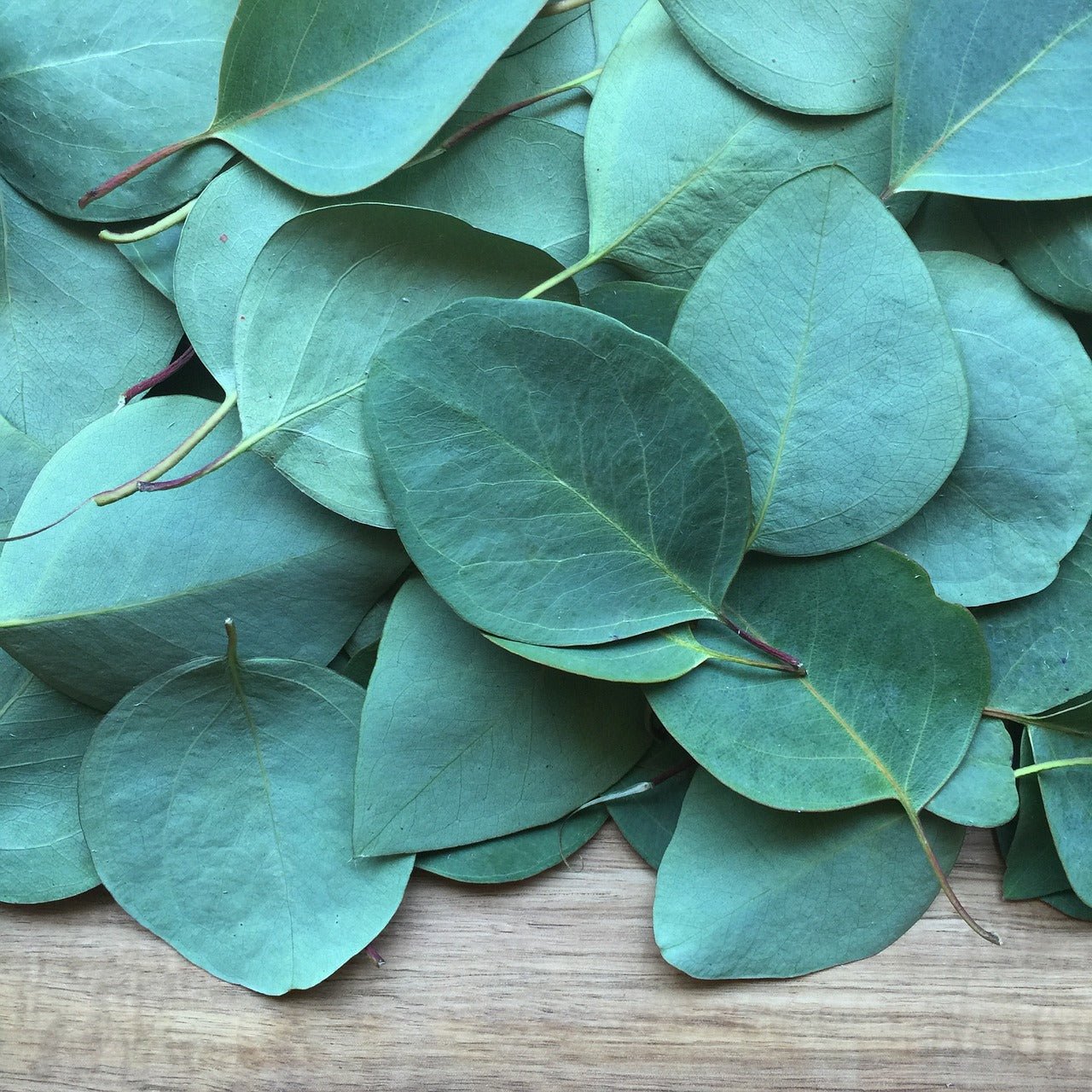 Eucalyptus essential oil is used in Elixir Mind Body Radiant Massage + Body Oil available at Elixir Mind Body Boutique
