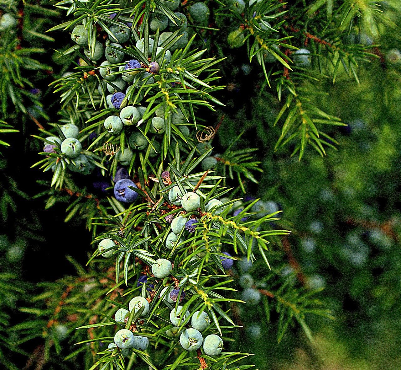 Juniper berry essential oil is used in Elixir Mind Body Radiant Massage + Body Oil available at Elixir Mind Body Boutique