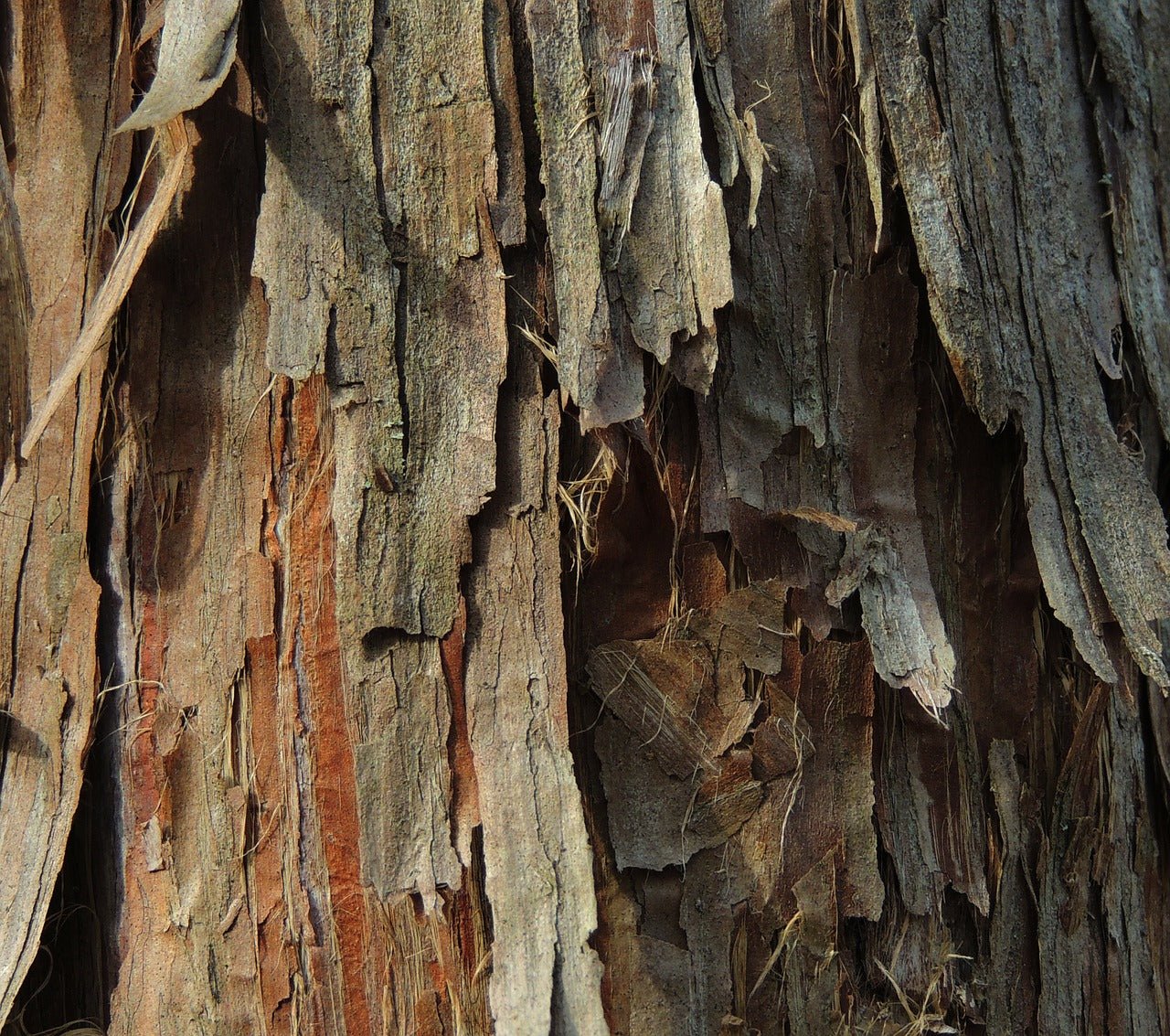 Cedar Wood essential oil is used in Elixir Mind Body Radiant Massage + Body Oil available at Elixir Mind Body Boutique