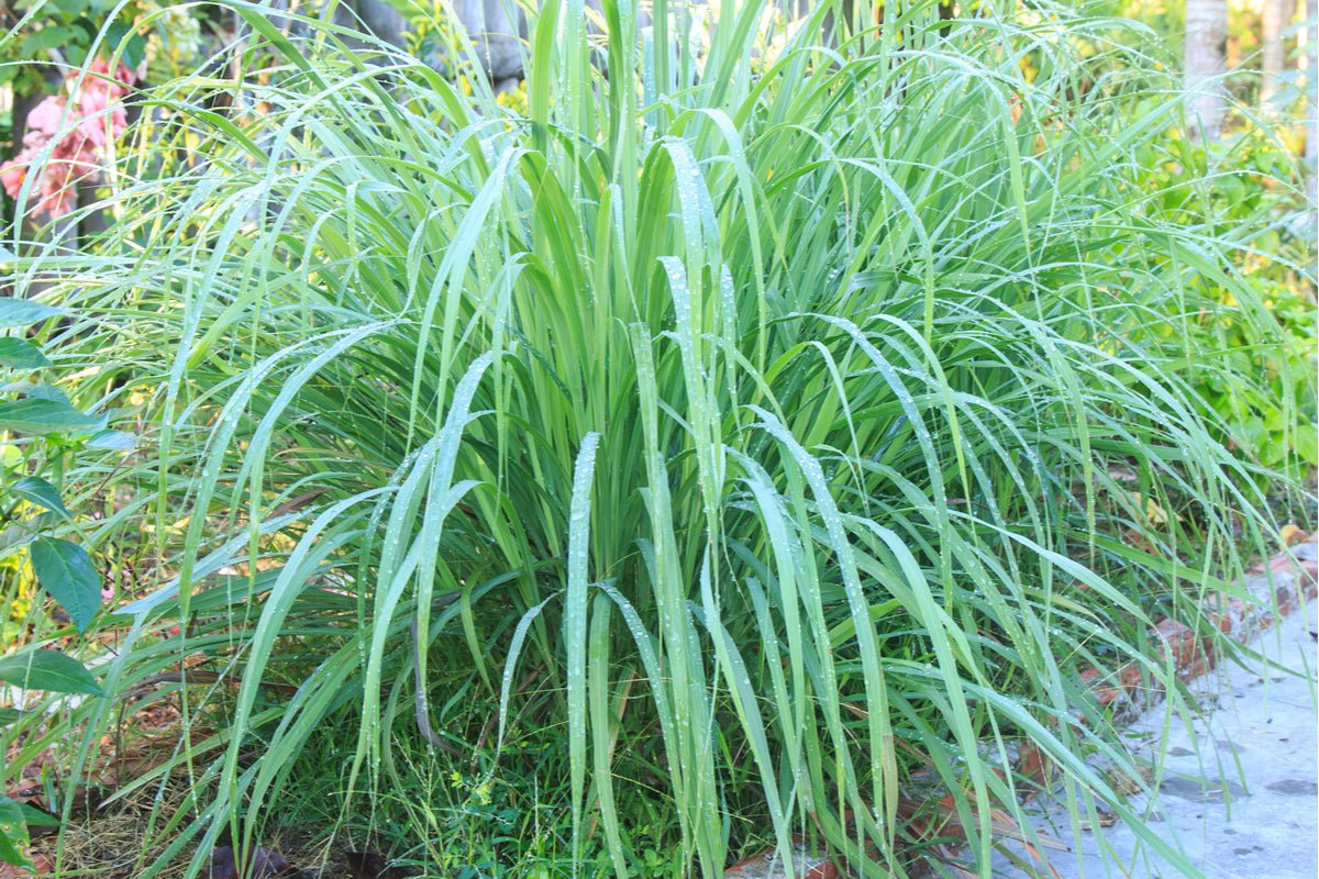 Lemongrass essential oil is used in Elixir Mind Body Radiant Massage + Body Oil available at Elixir Mind Body Boutique