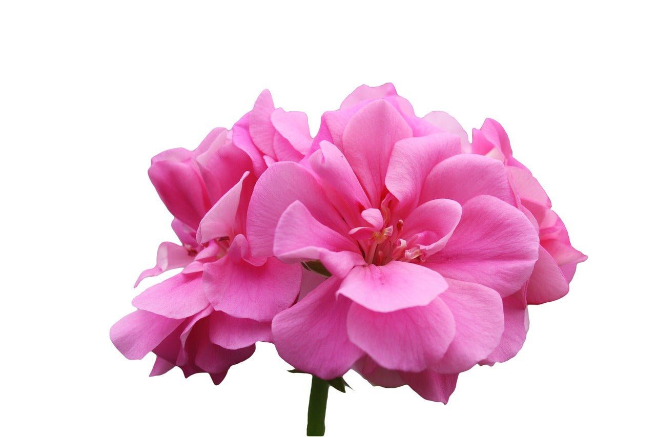 Geranium essential oil is used in Elixir Mind Body Radiant Massage + Body Oil available at Elixir Mind Body Boutique