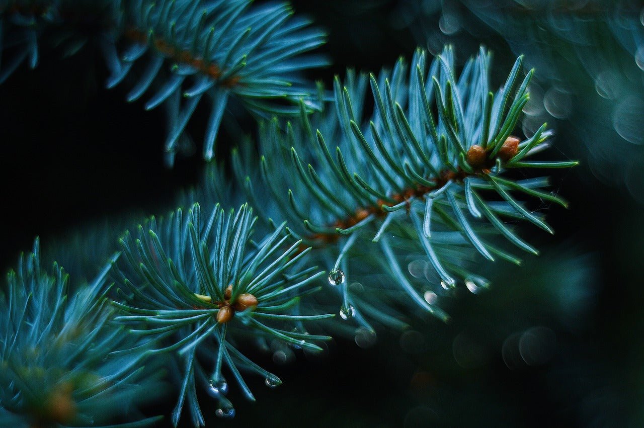 Spruce essential oil used in Elixir Mind Body Botanicals Tranquility Massage + Body Oil at Elixir Mind Body Boutique
