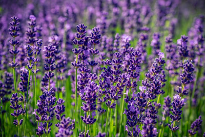 Elixir Mind Body Botanicals Lavender Essential Oil